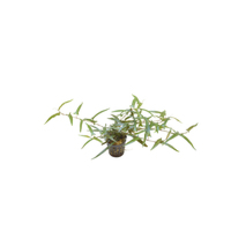 6x Persicaria Praetermissa Ruby